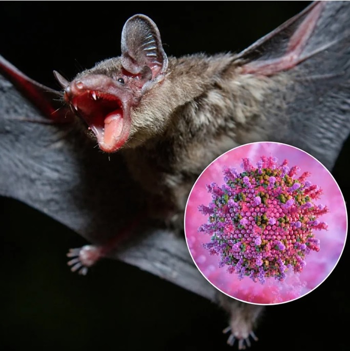 VIRUS NIPAH GÂY BỆNH GÌ, NGUY HIỂM NHƯ THẾ NÀO?
